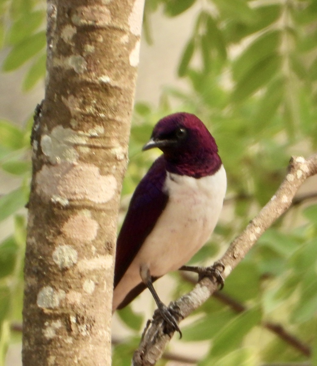 Violet-backed Starling - ML610016335
