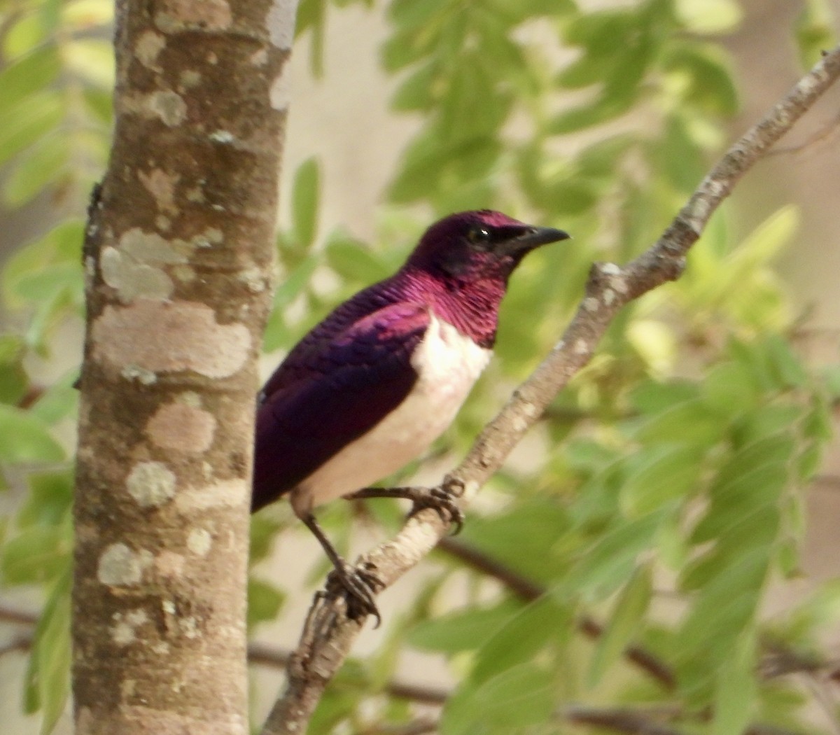 Violet-backed Starling - ML610016373