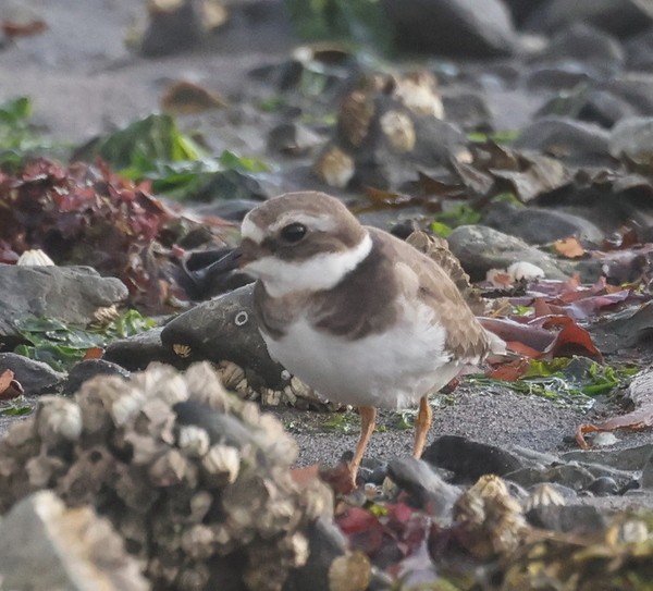 Common Ringed Plover - ML610016377