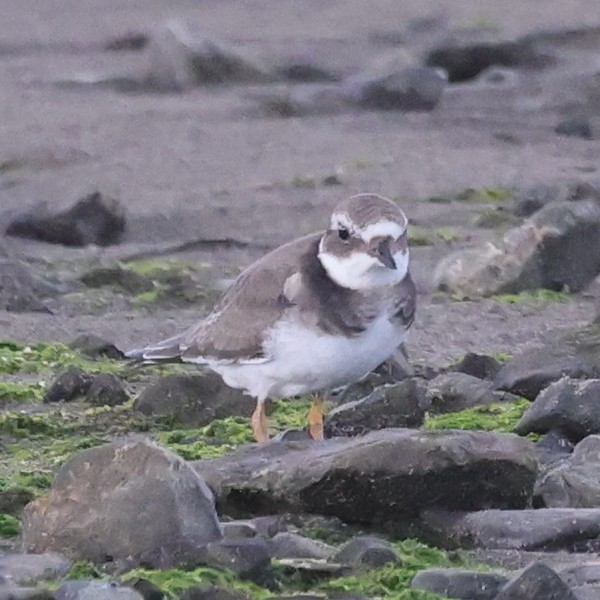 Common Ringed Plover - ML610016379
