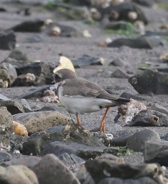 Common Ringed Plover - ML610016380