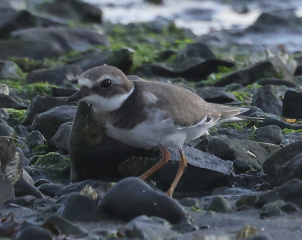 Common Ringed Plover - ML610016381