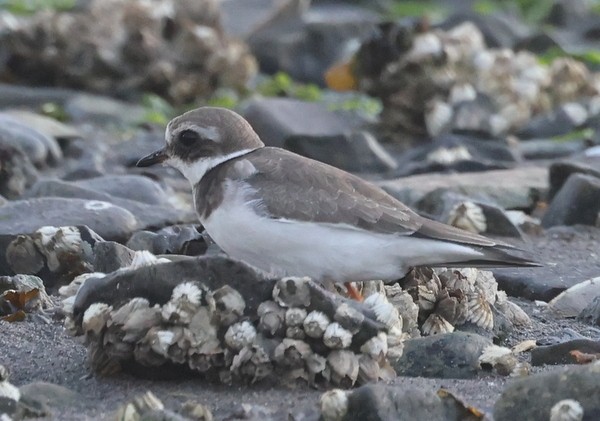 Common Ringed Plover - ML610016382