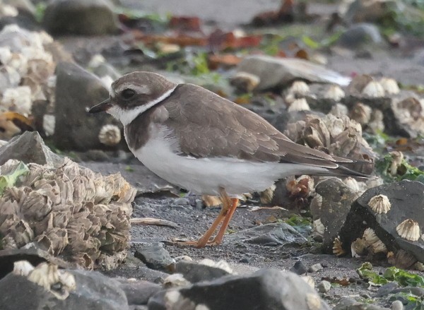 Common Ringed Plover - ML610016383