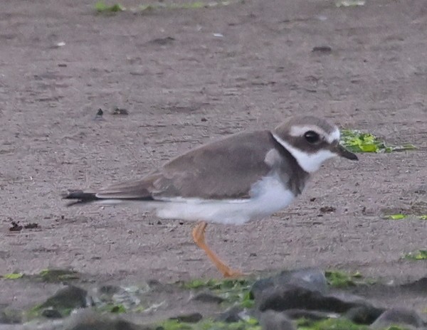 Common Ringed Plover - Franklin Haas