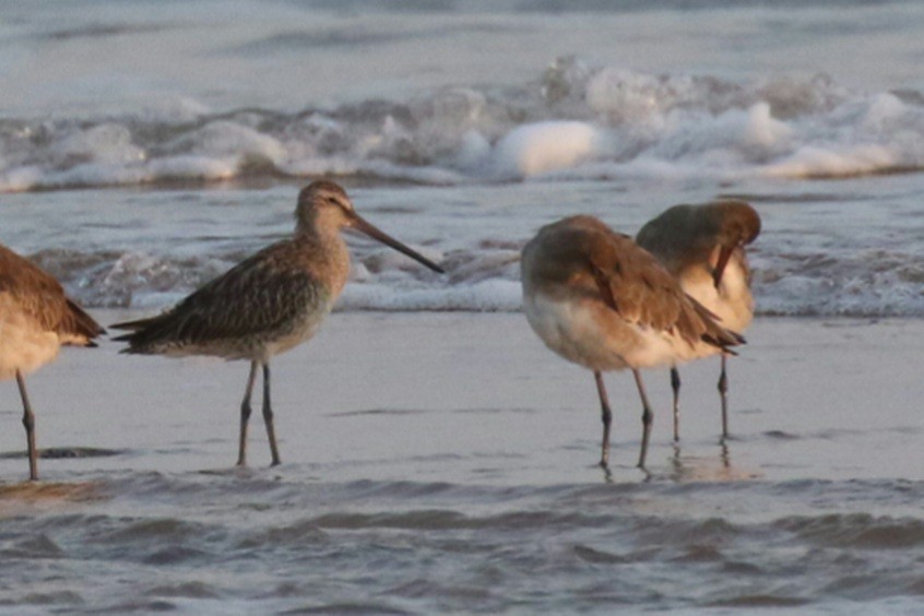 Asian Dowitcher - ML610016455