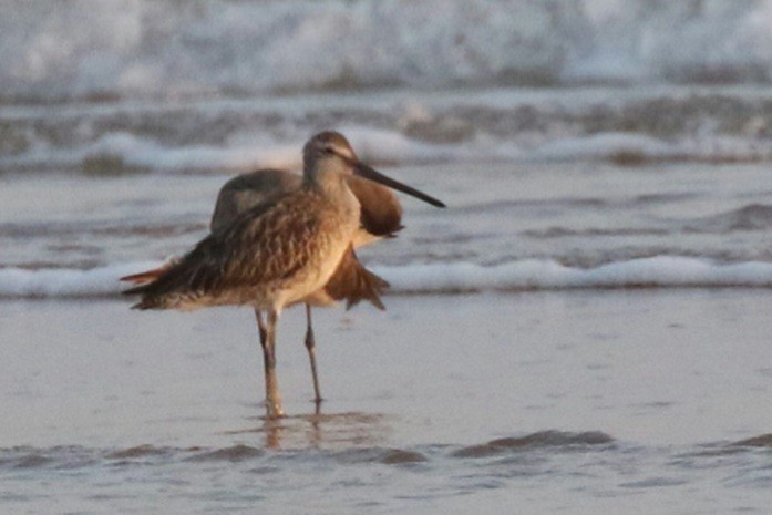 Asian Dowitcher - ML610016456