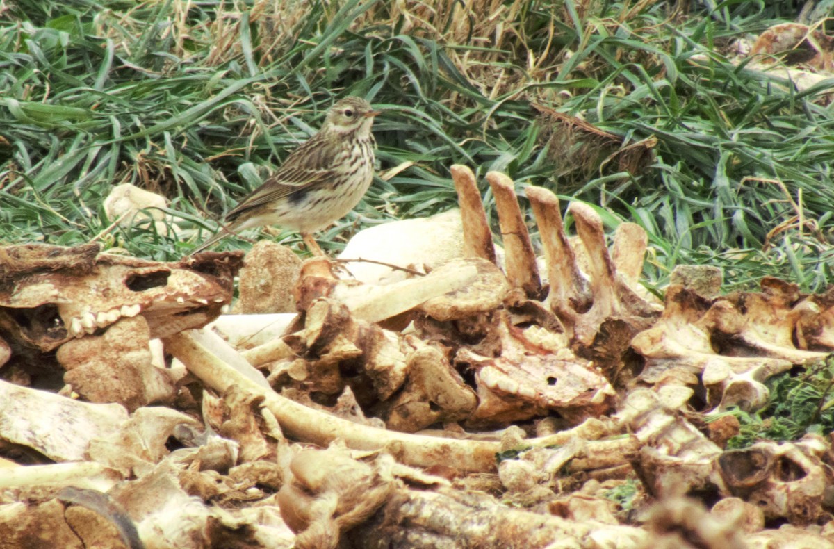 Meadow Pipit - ML610016864