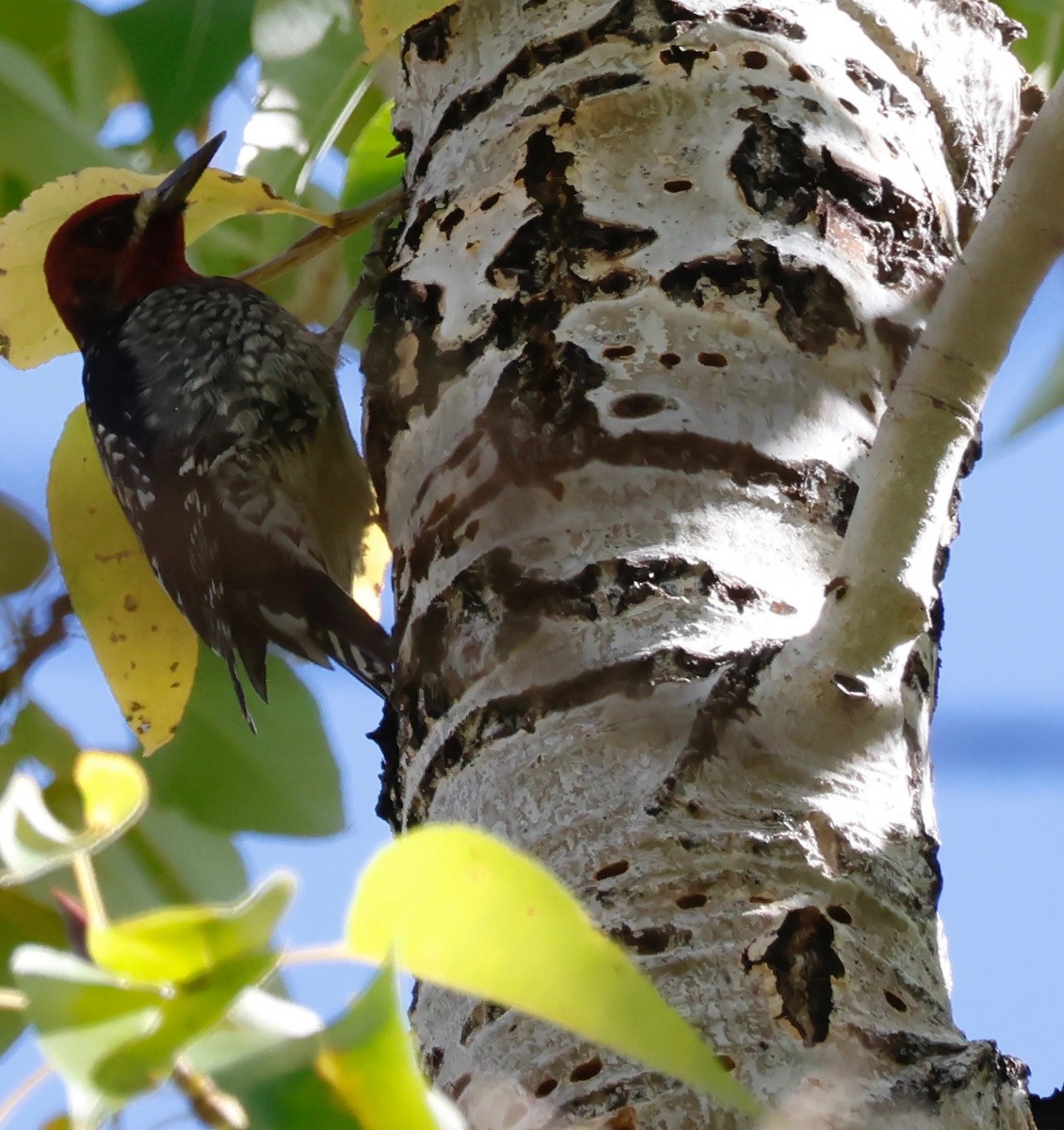 Red-breasted Sapsucker - ML610017218
