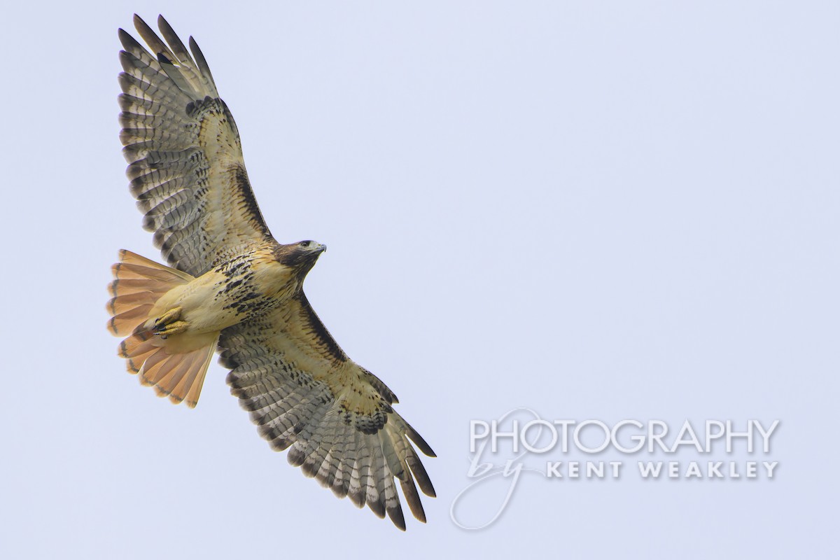 Red-tailed Hawk (umbrinus) - ML610017224