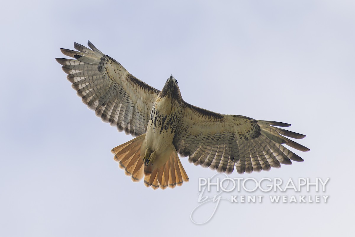 Red-tailed Hawk (umbrinus) - ML610017225
