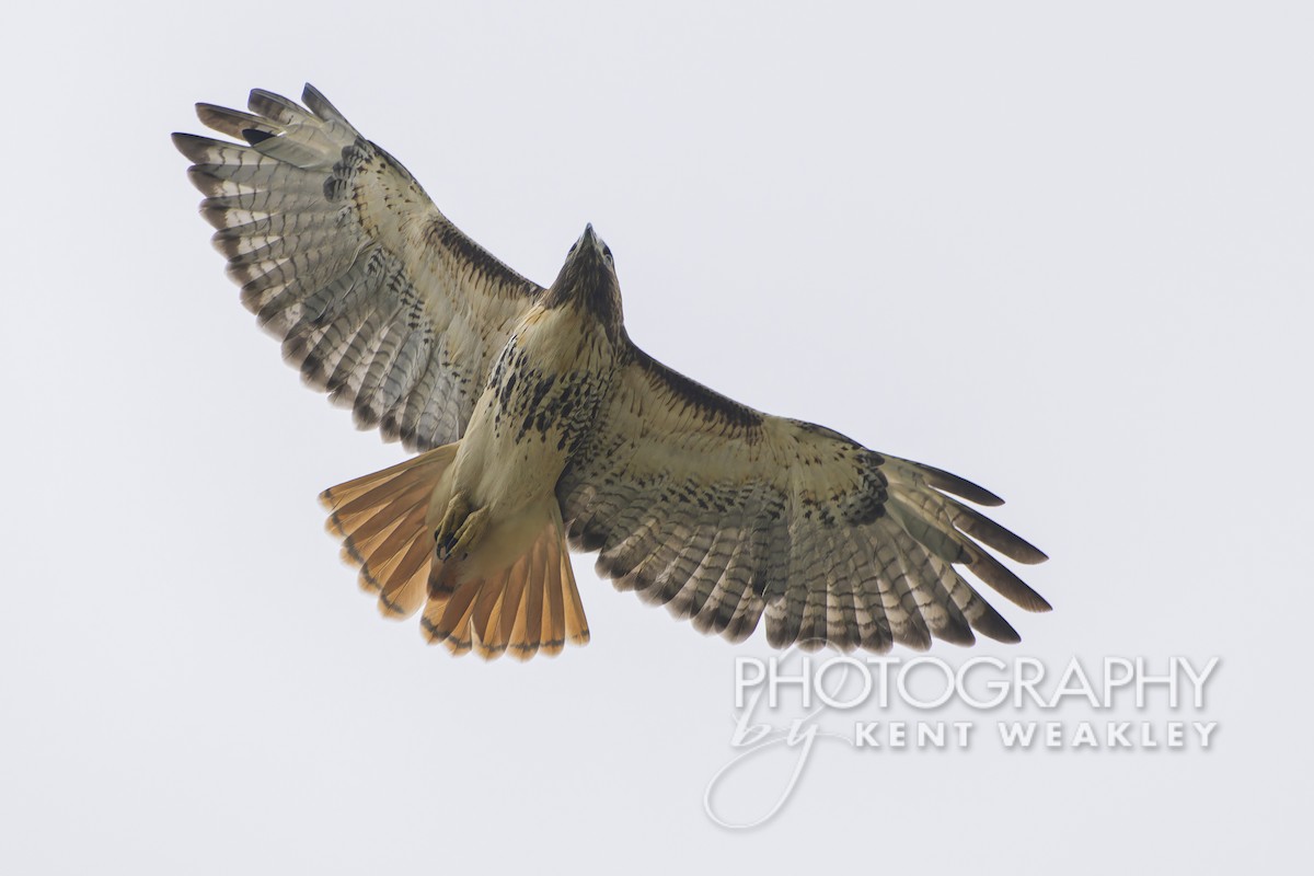 Red-tailed Hawk (umbrinus) - Kent Weakley