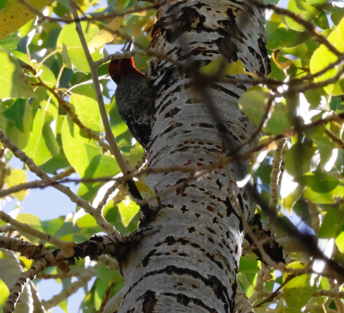 Red-breasted Sapsucker - ML610017241