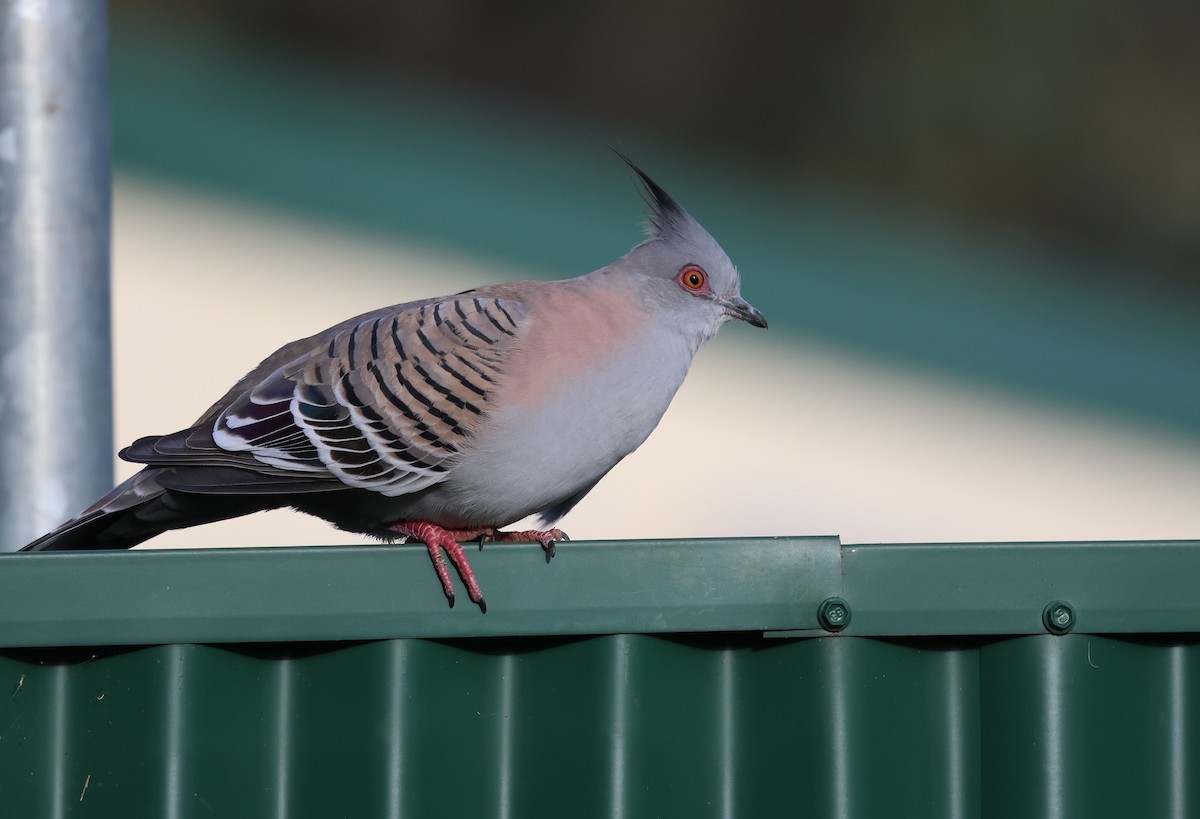 Crested Pigeon - ML610017318
