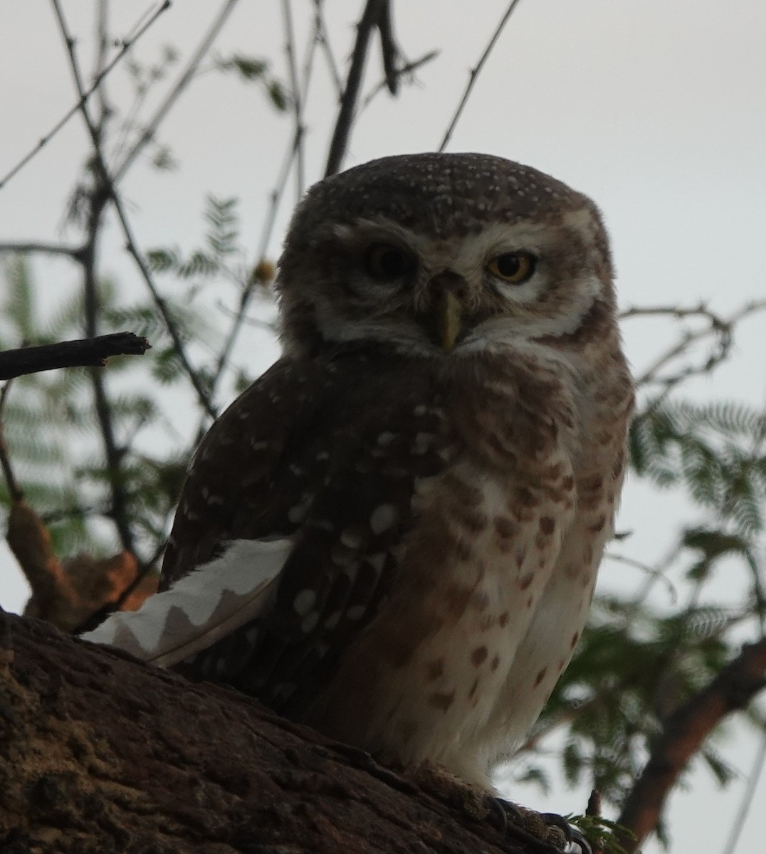 Spotted Owlet - ML610017856