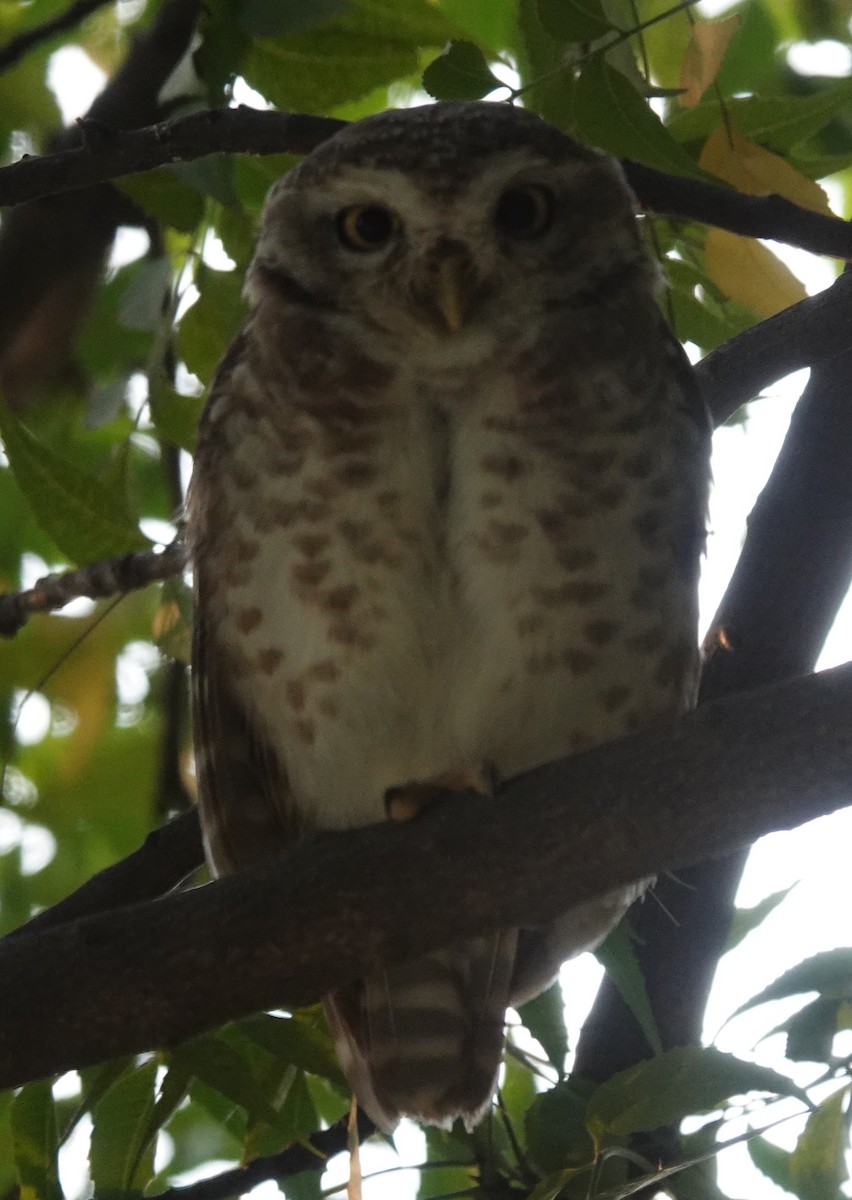 Spotted Owlet - ML610017857