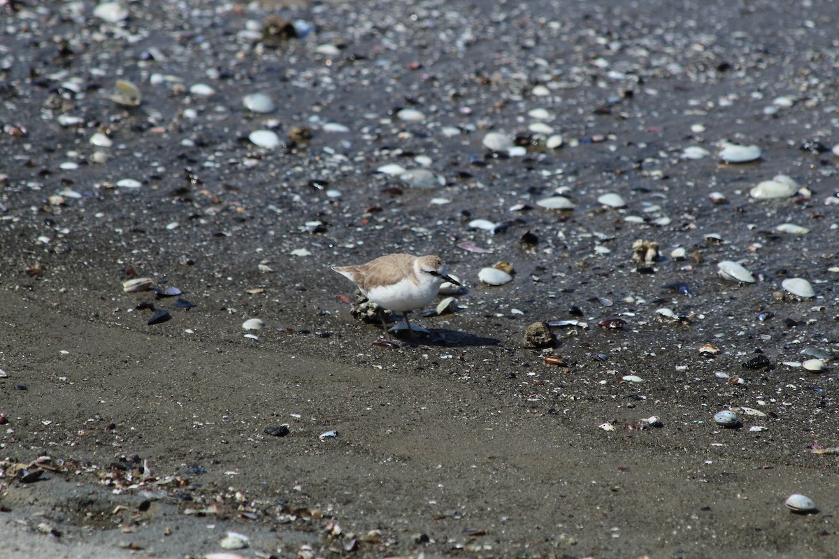 White-fronted Plover - ML610017901