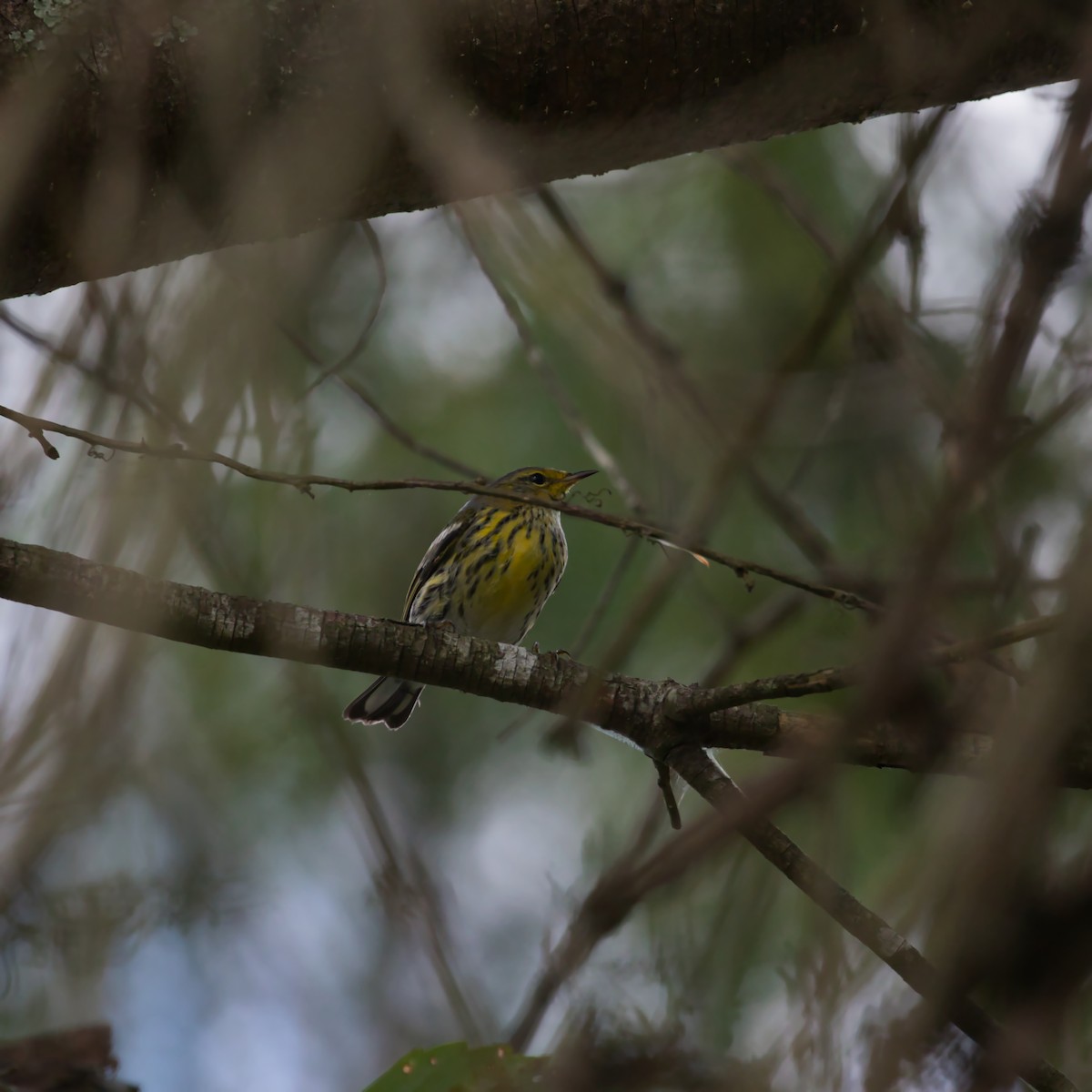 Yellow-throated Warbler - Theodore Brown