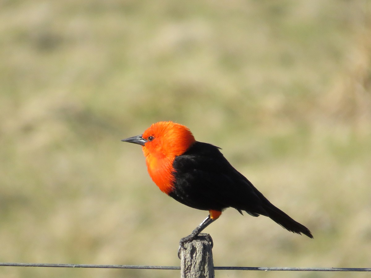 Scarlet-headed Blackbird - ML610018017