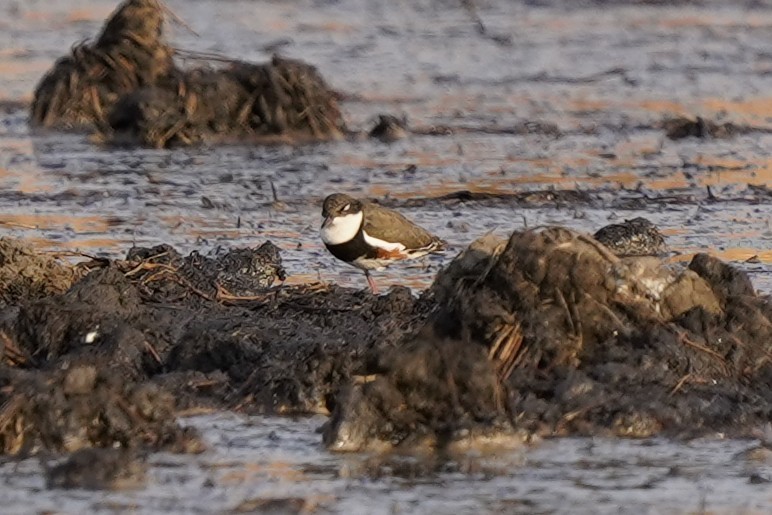 Red-kneed Dotterel - ML610018086