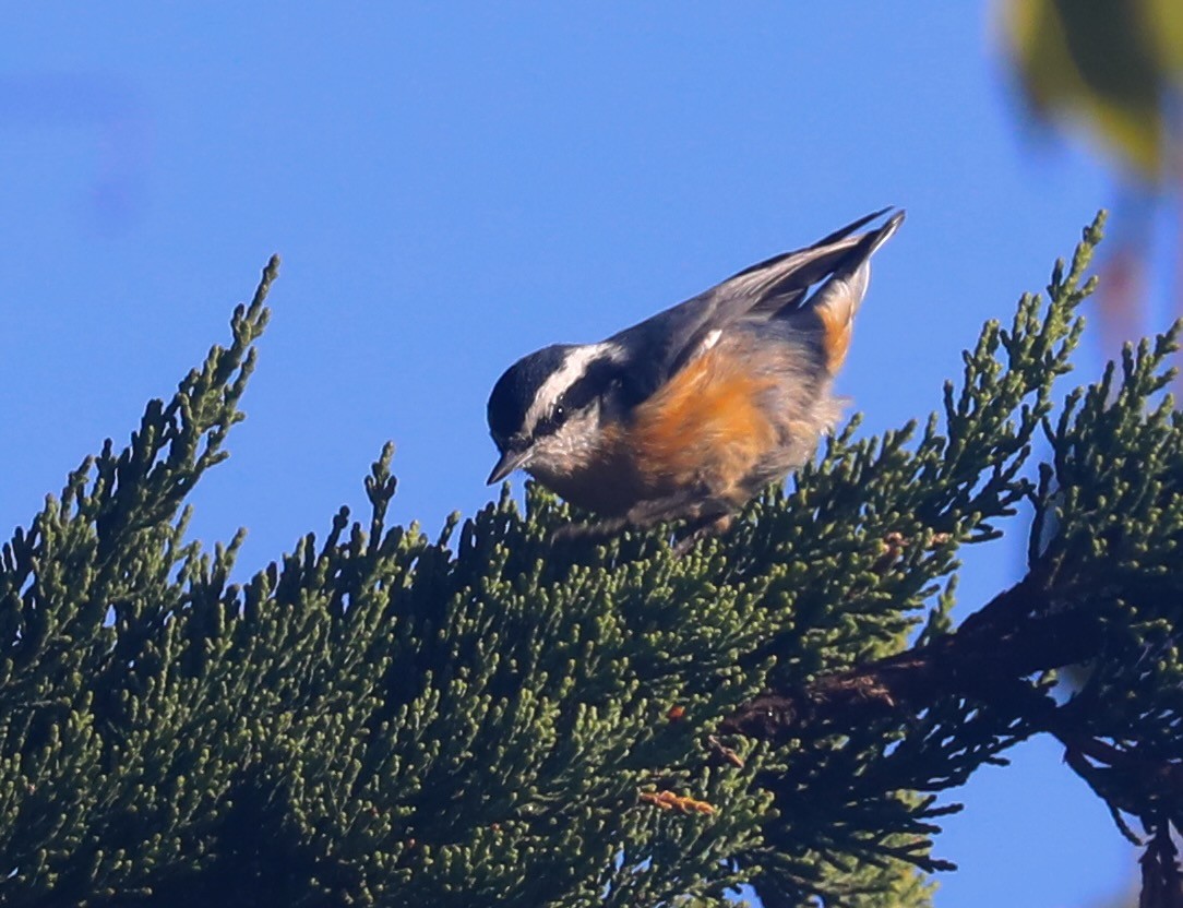 Red-breasted Nuthatch - ML610018251