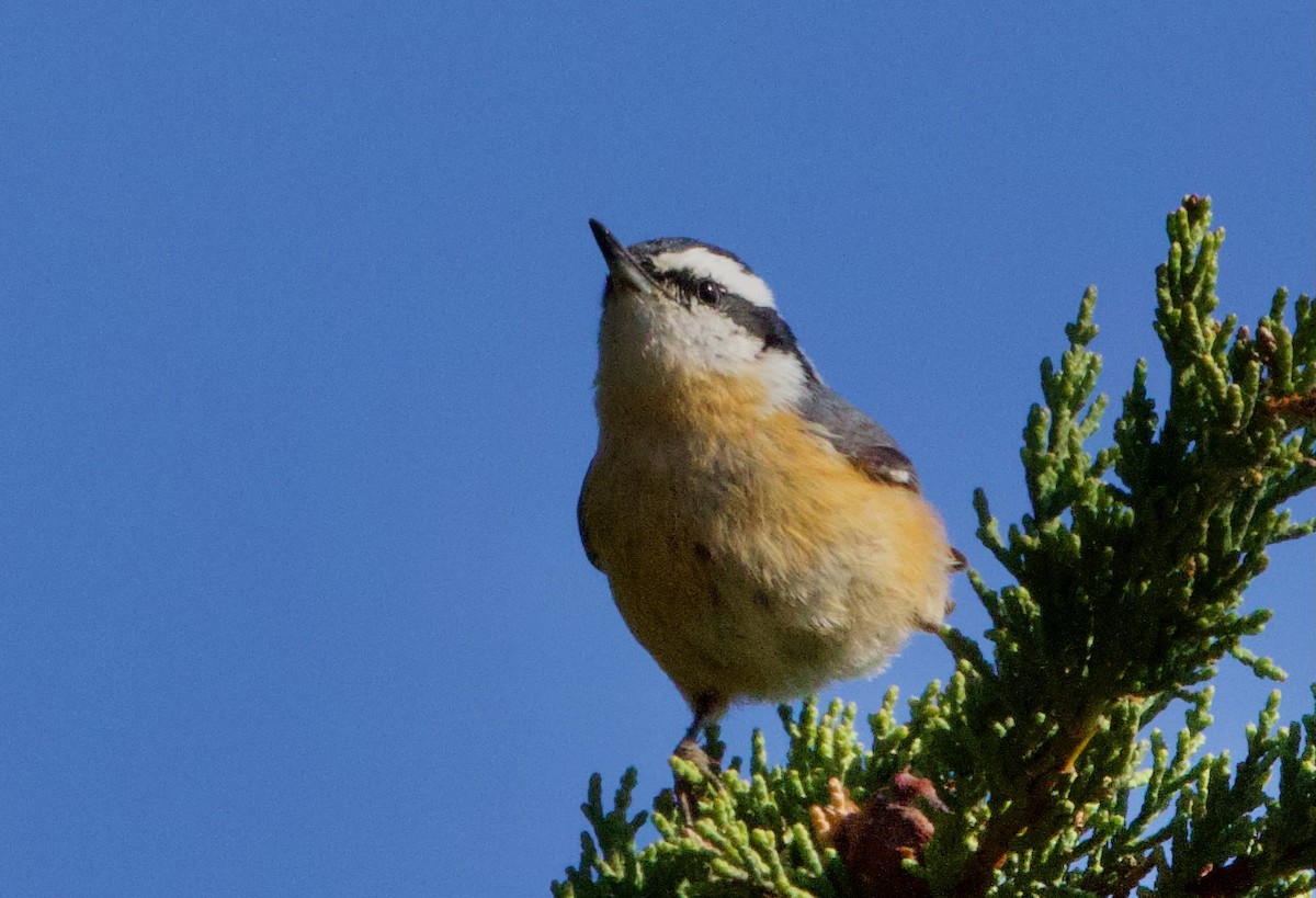 Red-breasted Nuthatch - ML610018253