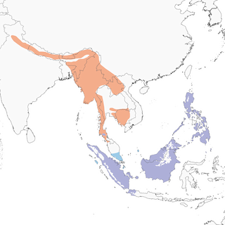 Distribution of the Western Hooded Pitta - Range Map