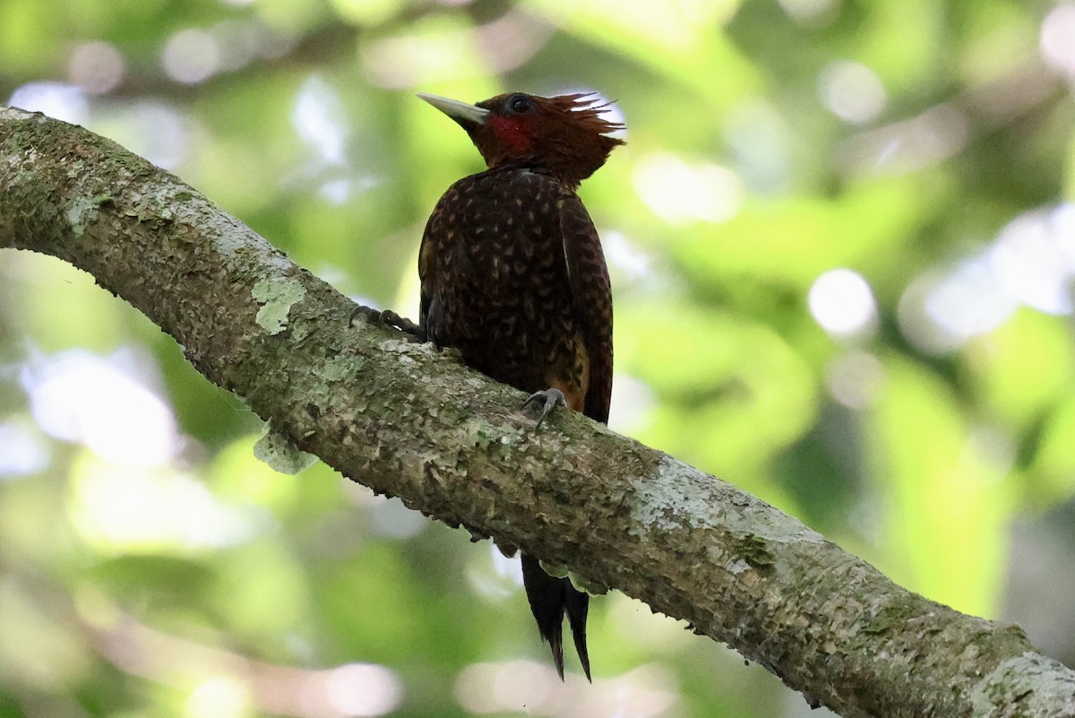 Waved Woodpecker - Juan martinez