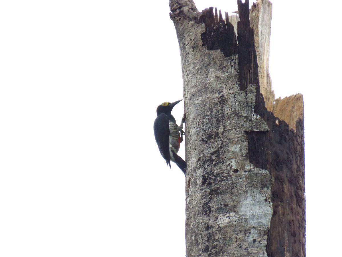 Yellow-tufted Woodpecker - ML610019273