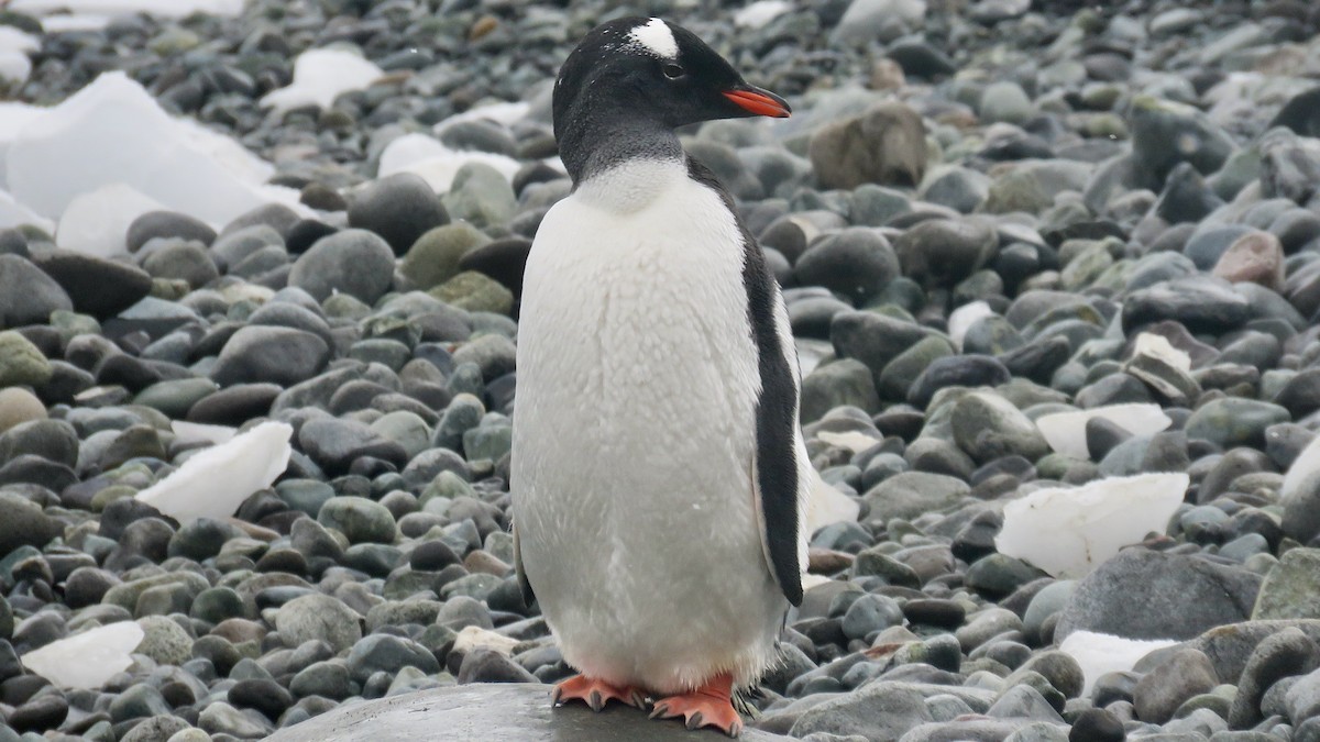Gentoo Penguin - ML610019331