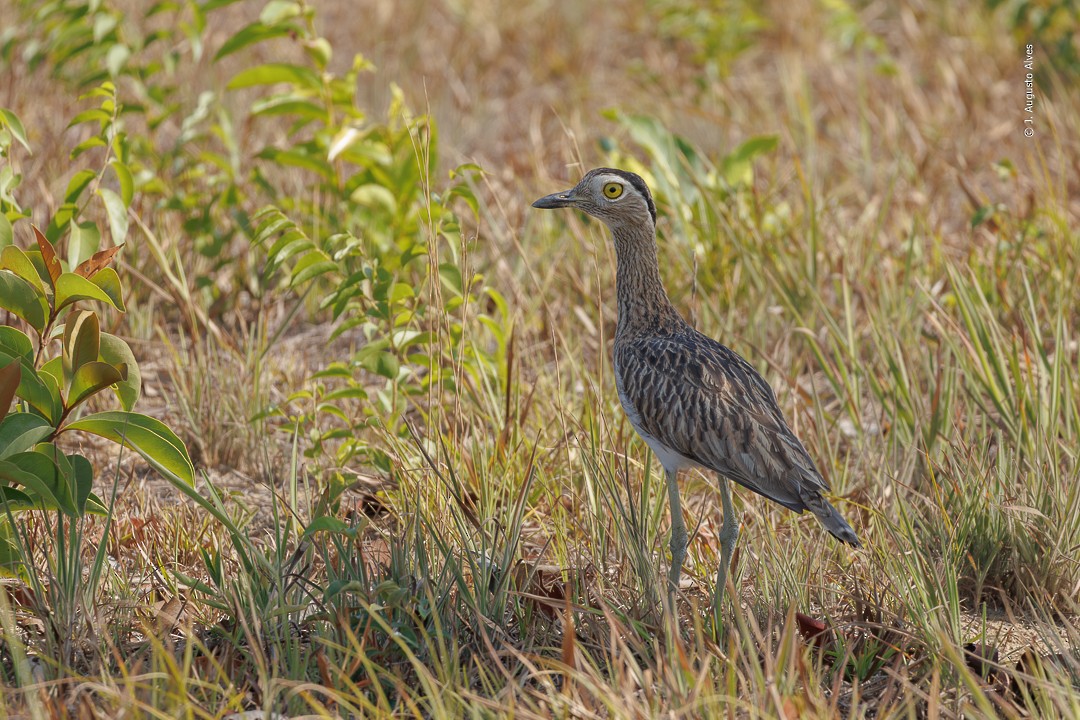 Double-striped Thick-knee - ML610019398