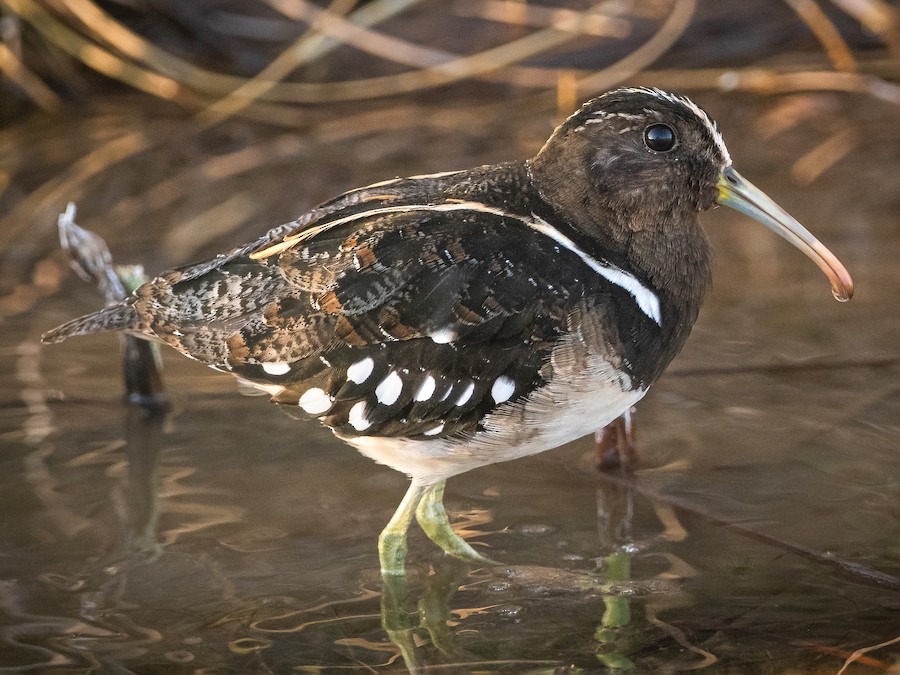 South American Painted-Snipe - eBird