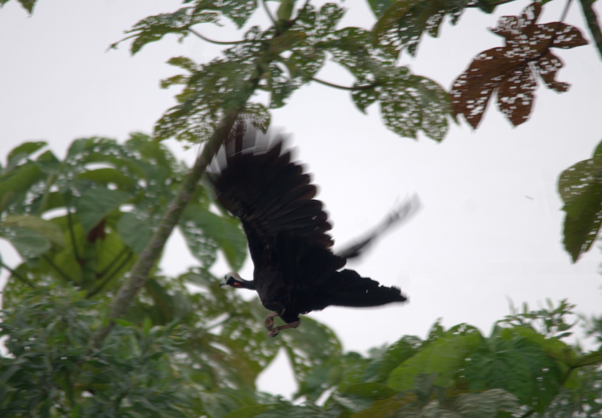 Red-throated Piping-Guan - ML610019635