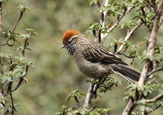  - White-browed Tit-Spinetail