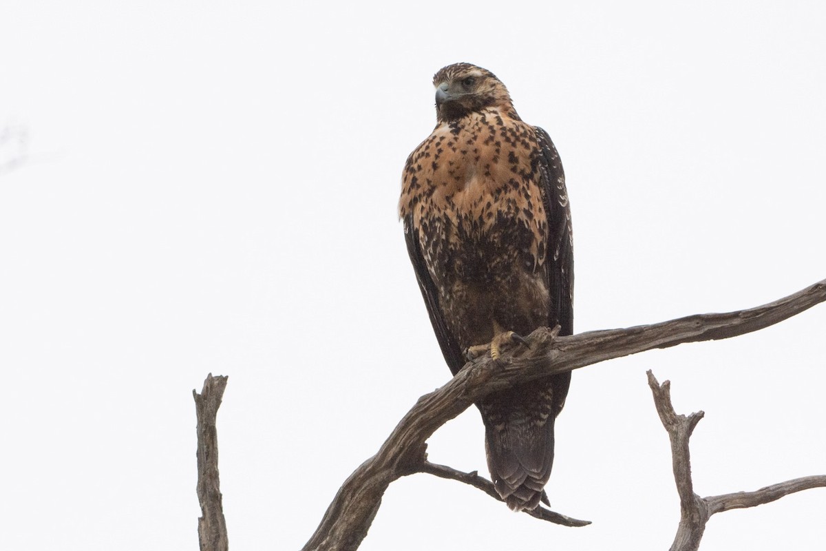 Black-chested Buzzard-Eagle - Kenneth Roberts