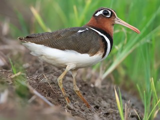  - Greater Painted-Snipe