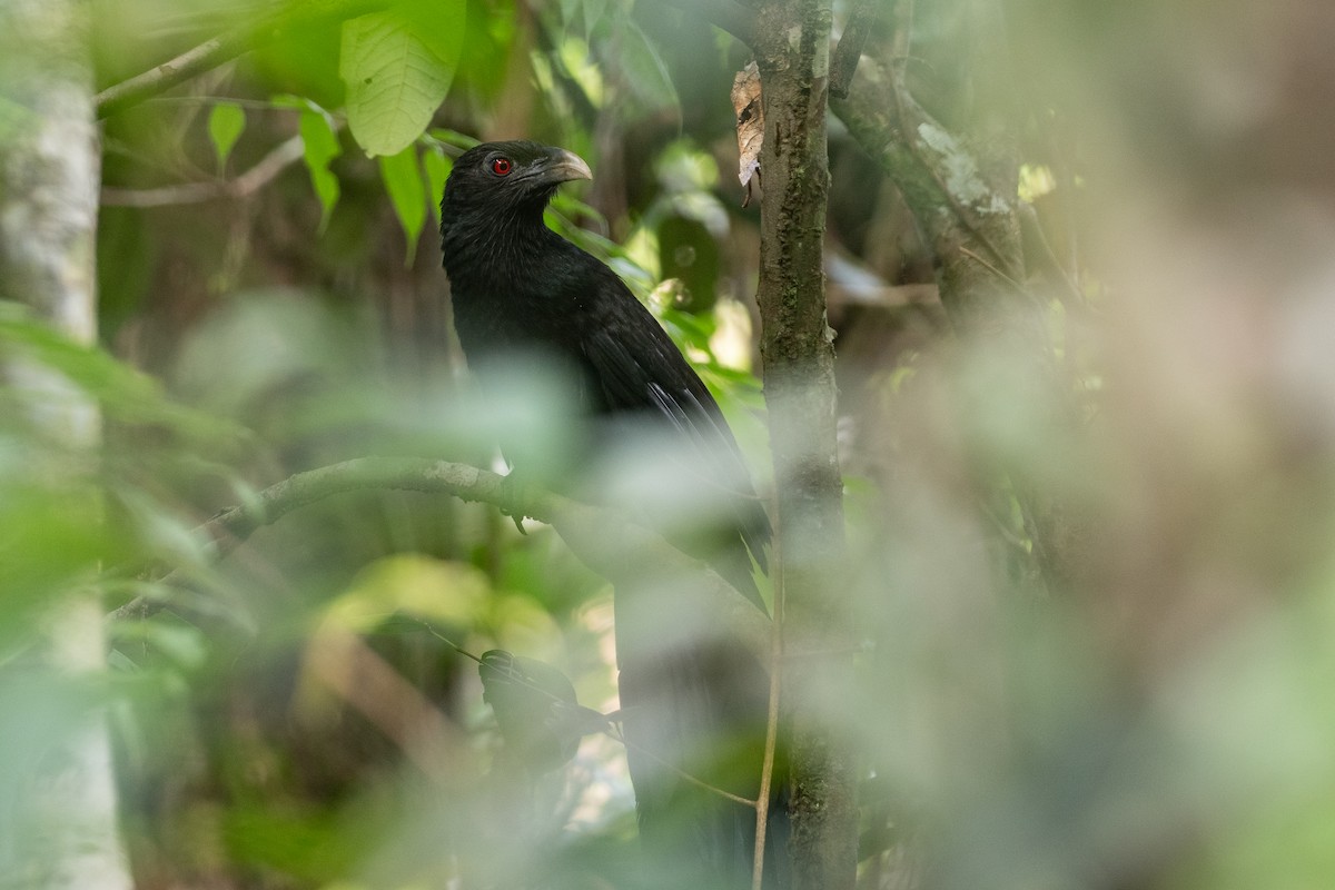Greater Black Coucal - Phil Chaon