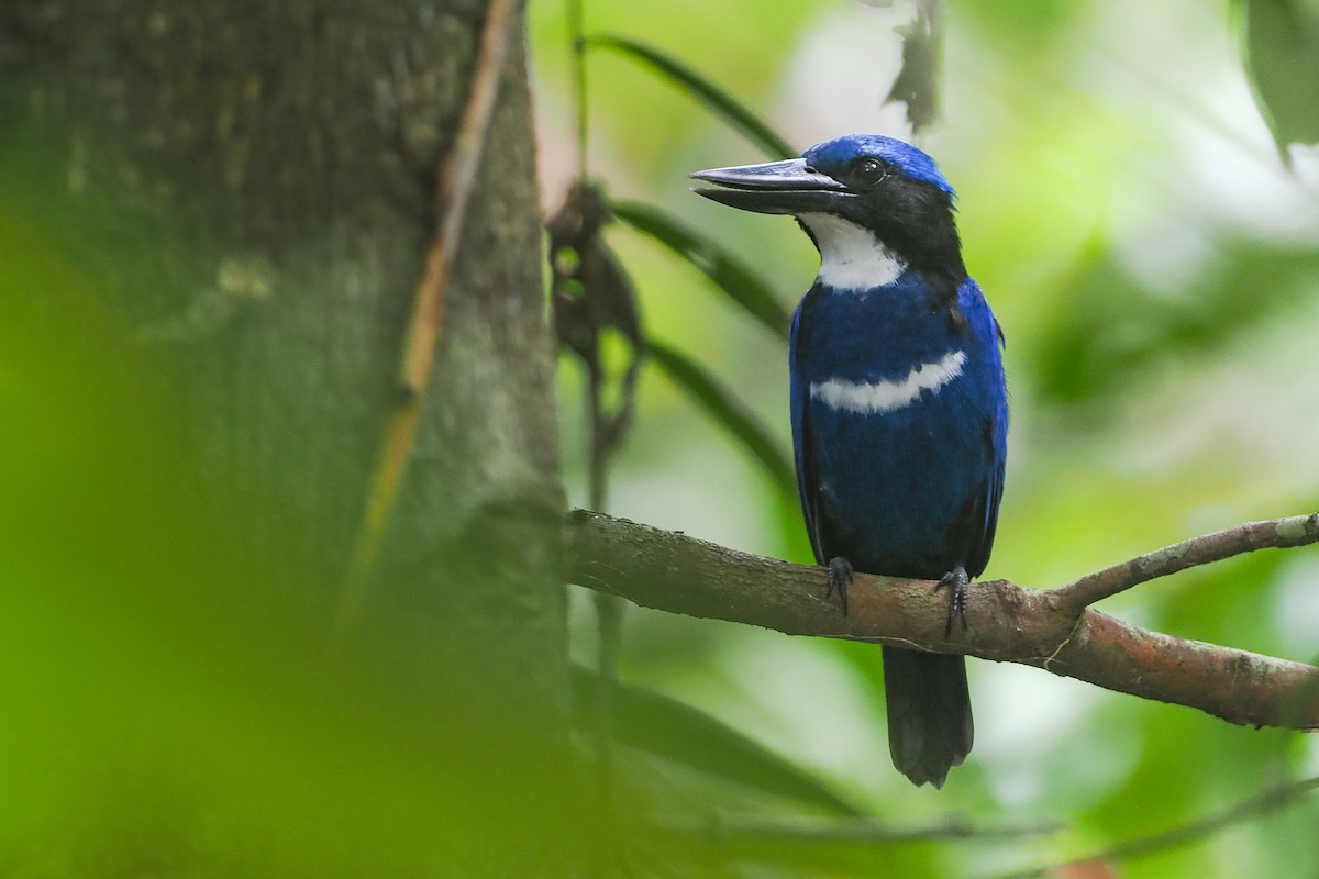 Blue-black Kingfisher - Phil Chaon
