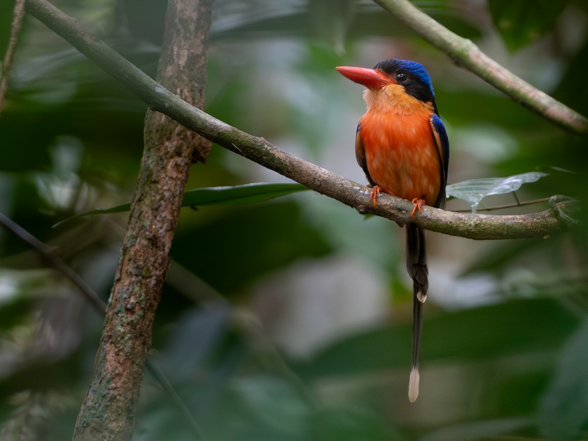 Red-breasted Paradise-Kingfisher - ML610020172