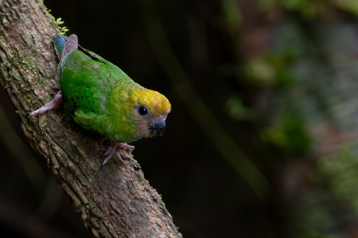 Yellow-capped Pygmy-Parrot - ML610020182