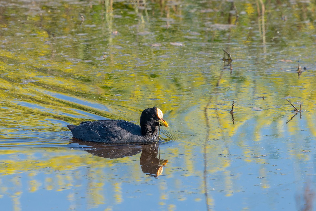 Red-gartered Coot - ML610020314