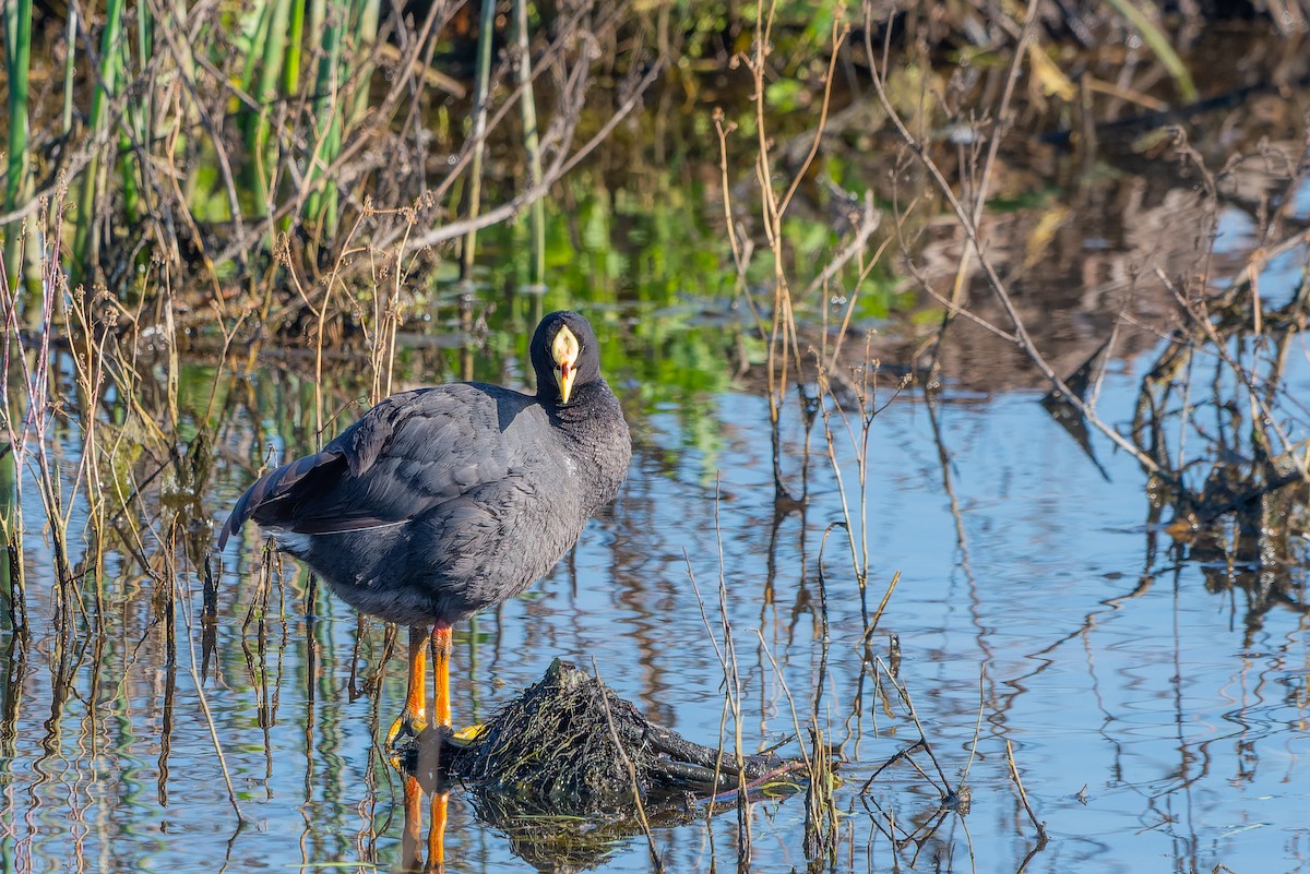 Red-gartered Coot - ML610020321
