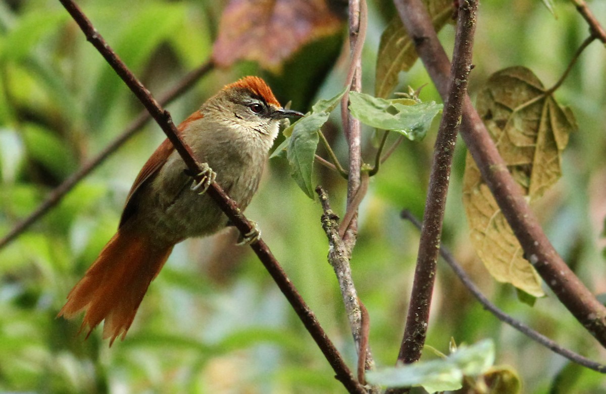 Marcapata Spinetail - ML61002041