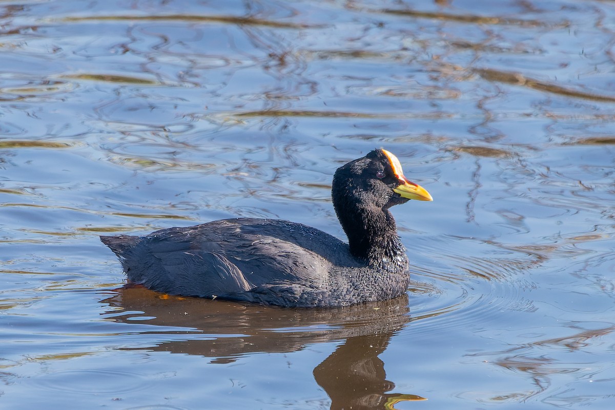 Red-gartered Coot - ML610020438