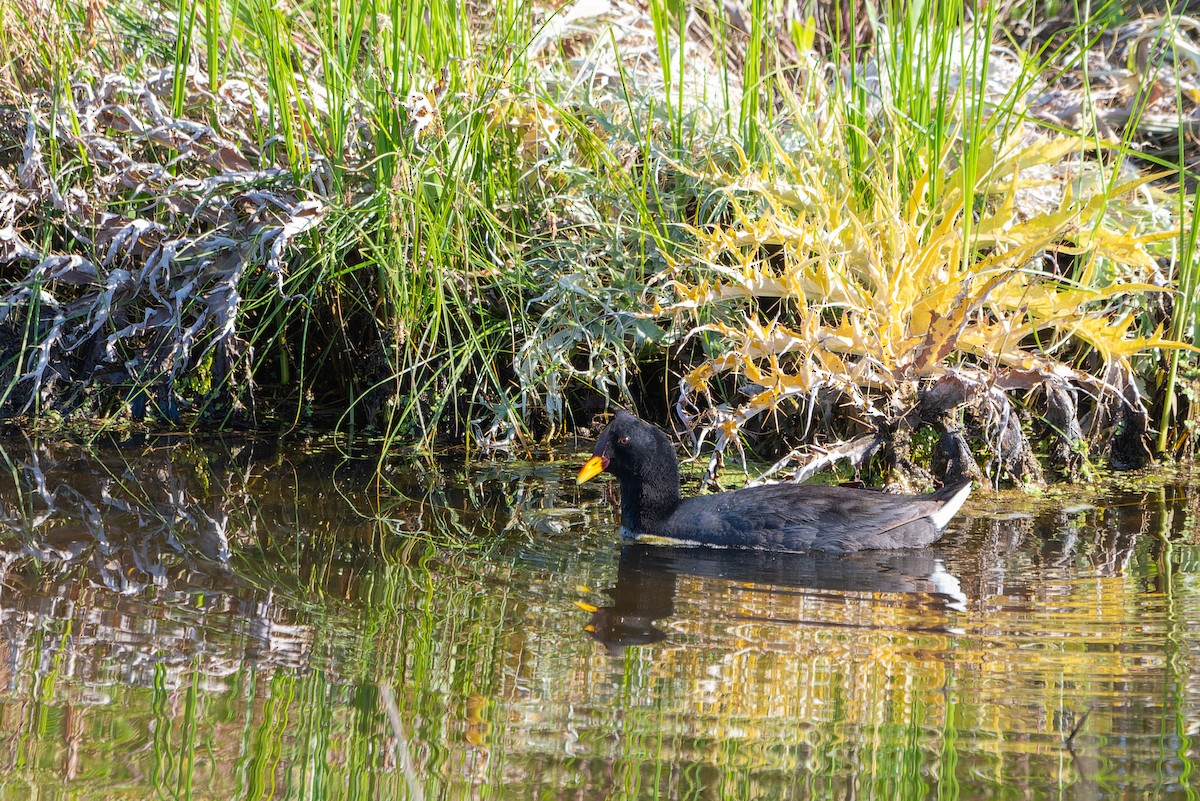 Red-fronted Coot - ML610020447