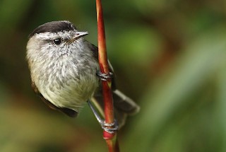  - Unstreaked Tit-Tyrant