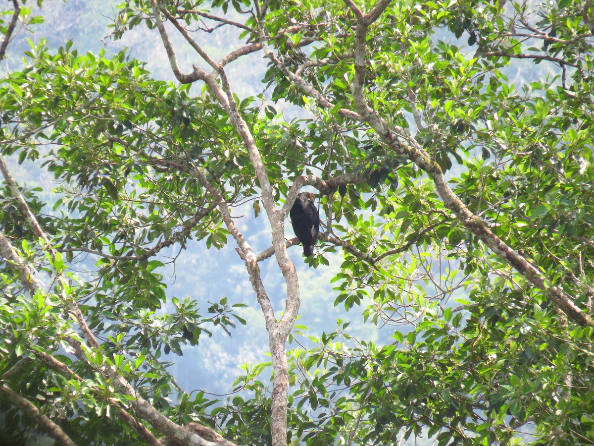 Greater Yellow-headed Vulture - ML610020779