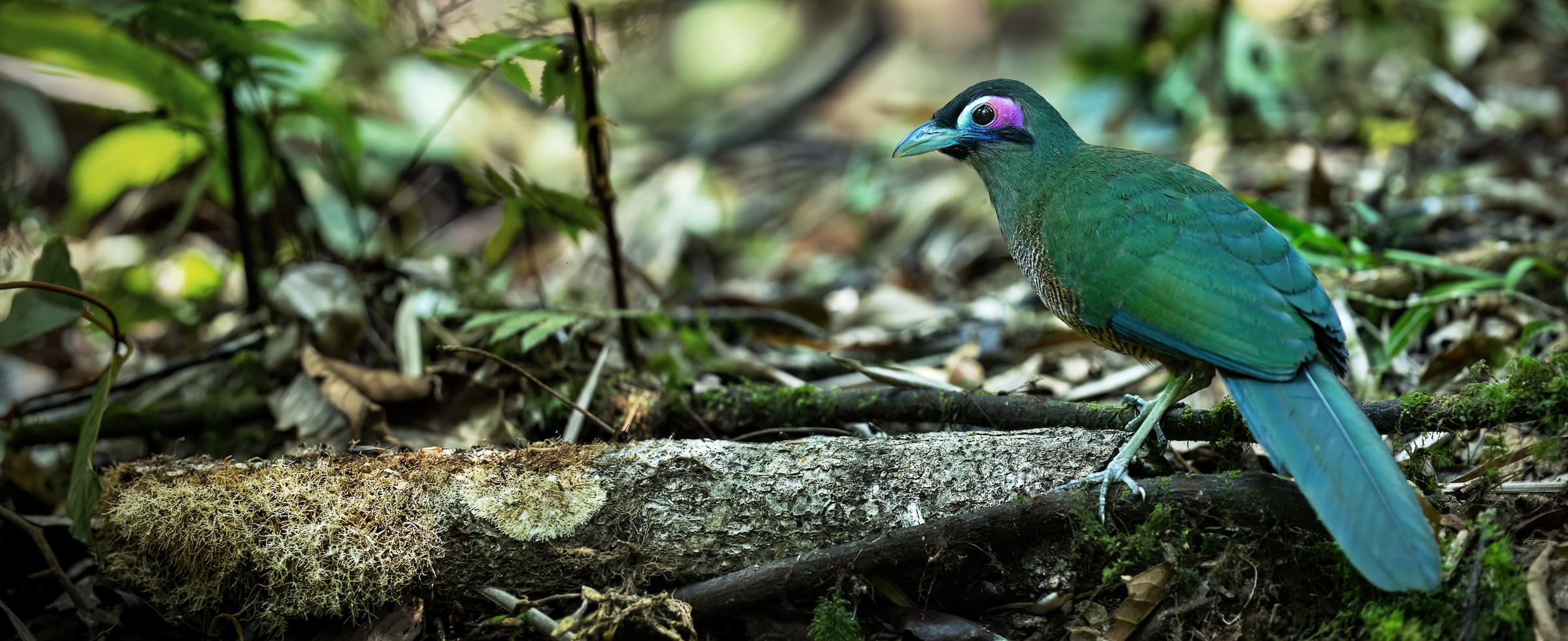 Sumatran Ground-Cuckoo