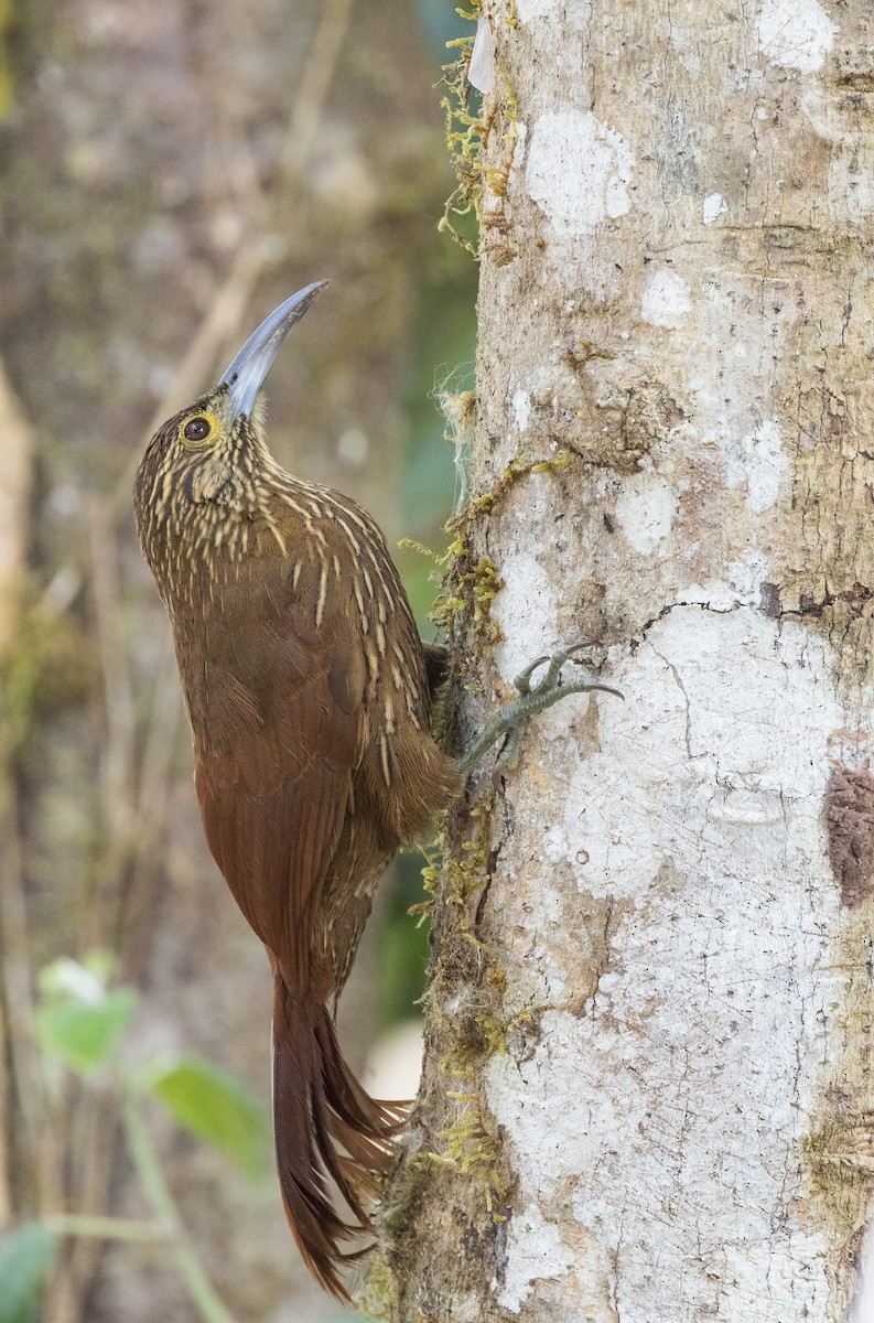 Strong-billed Woodcreeper - ML610021429