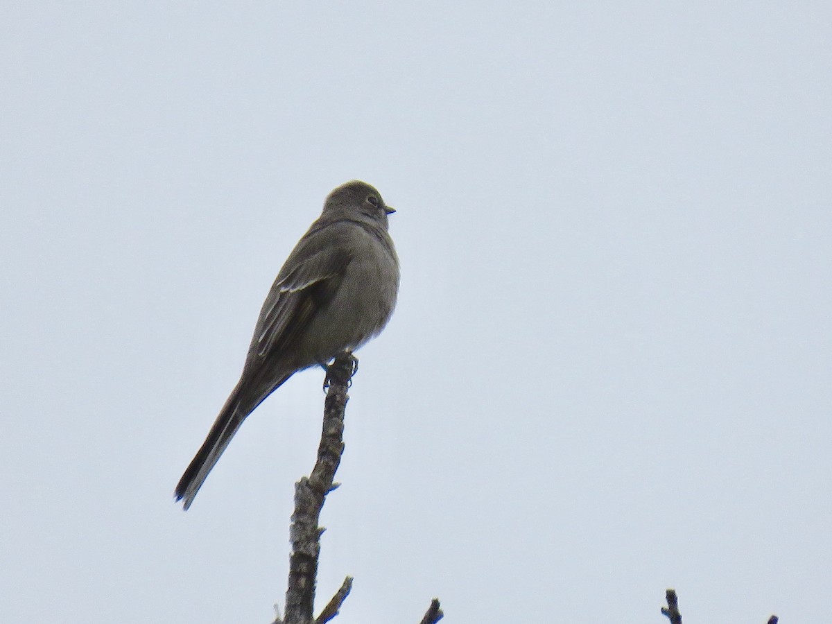 Townsend's Solitaire - ML610021677